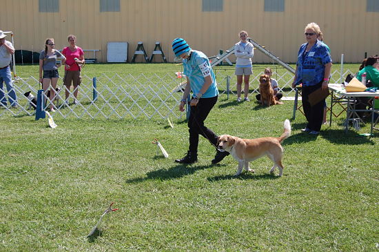 dog show 2015 county fair 1_opt