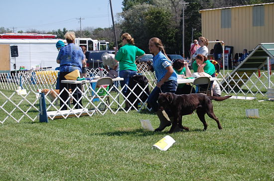 dog show 2015 county fair 2_opt