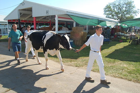 fair dairy show 2015 10_opt