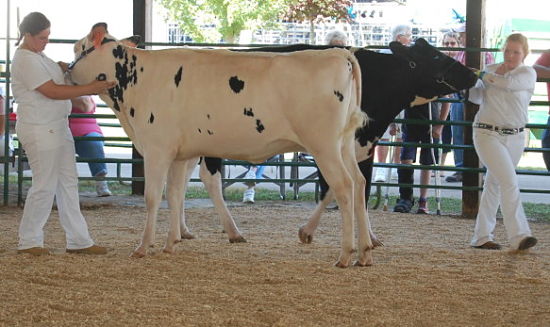 fair dairy show 2015 7_opt