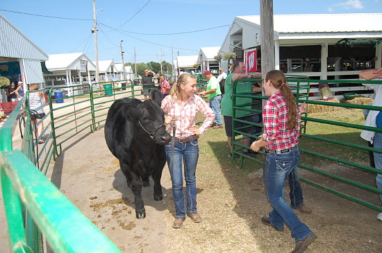 large animal auction fair 2015 15_opt