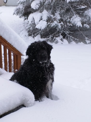 In Brighton, my Newfoundland is in her element after enduring a long summer and fall!  She's 5 and was running and playing in the snow like any kid would do in the first big snowfall of the year! /Photo by Cynthia Mooney