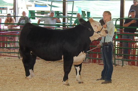 Emily Springer and her reserve grand champion steer.