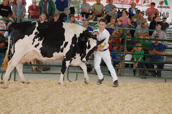 2016 fair dairy 12-opt