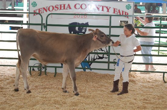 2016 fair dairy 17-opt