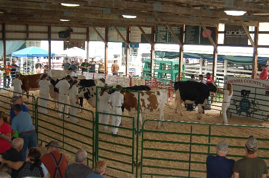 2016 fair dairy 19-opt