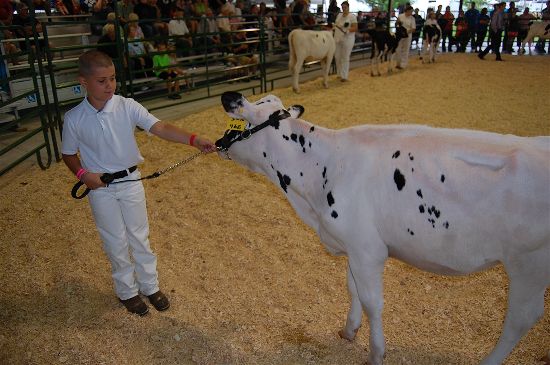 2016 fair dairy 2-opt