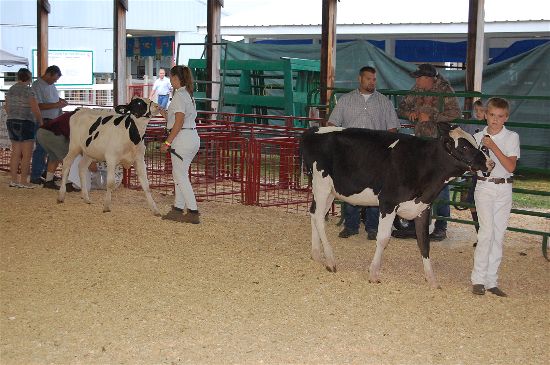 2016 fair dairy 3-opt