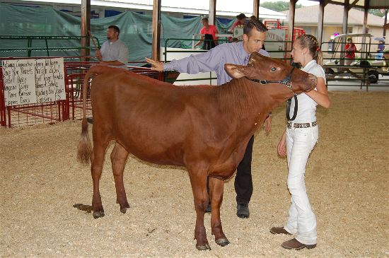 2016 fair dairy 6-opt