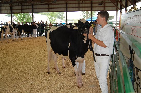 2016 fair dairy 8-opt