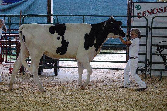 2016 fair dairy 9-opt
