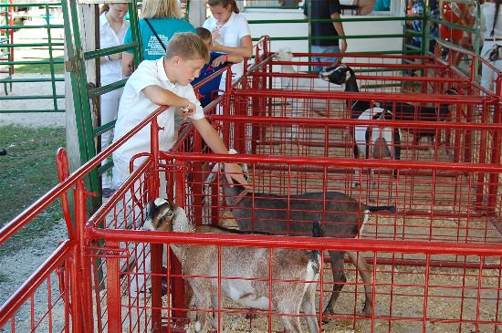 2016 fair goats 3-opt