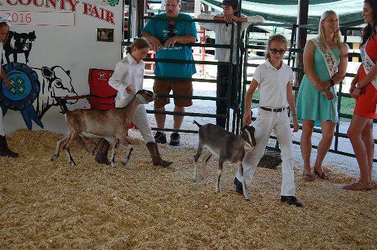 2016 fair goats 4-opt