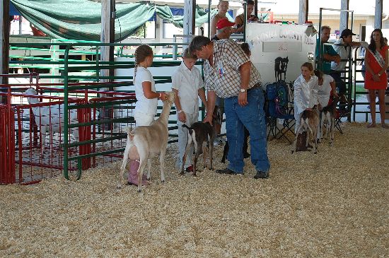 2016 fair goats 5-opt