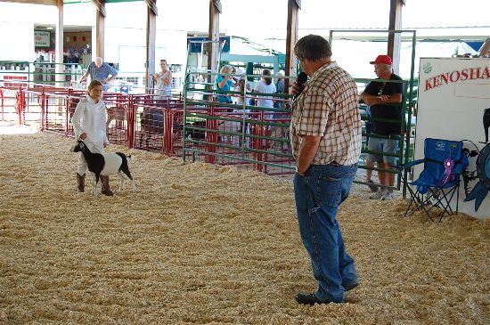 2016 fair goats 6-opt