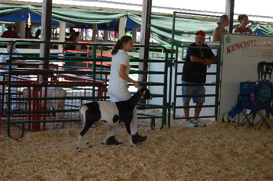 2016 fair goats 7-opt