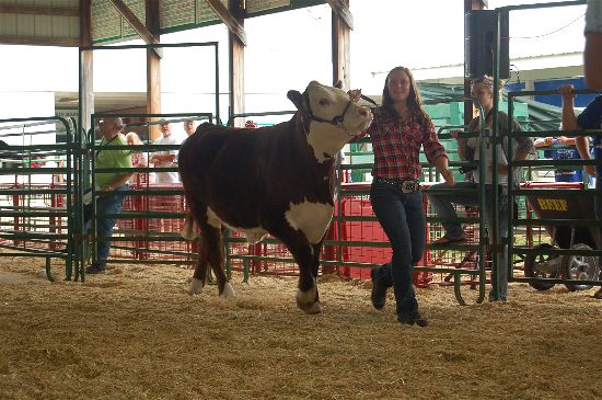 2016 fair livestock auction 10-opt