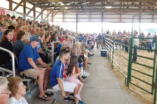 2016 fair livestock auction 12-opt