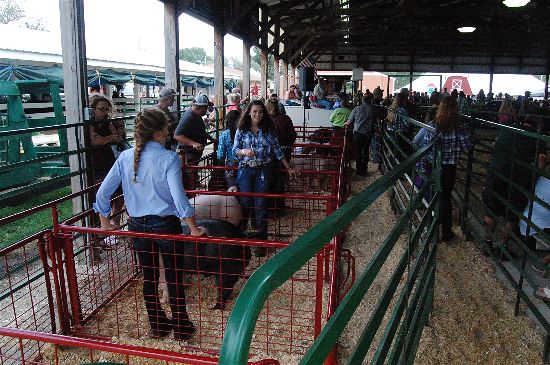 2016 fair livestock auction 13-opt