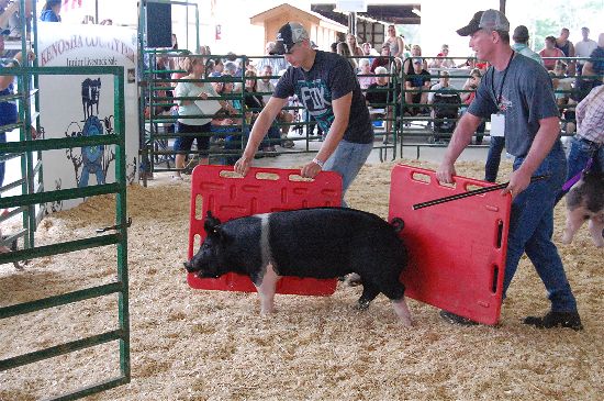 2016 fair livestock auction 15-opt (1)