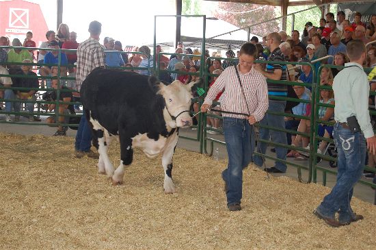 2016 fair livestock auction 7-opt