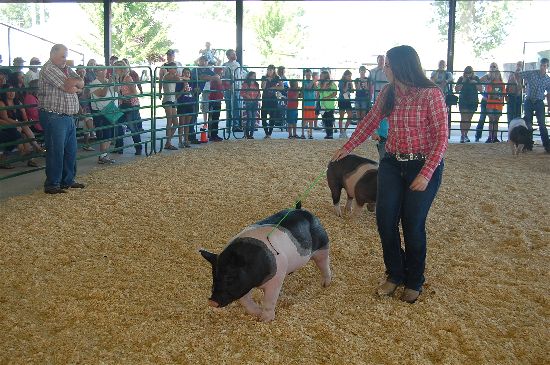 2016 fair pigs 2-opt