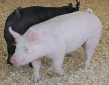 swine show results photo