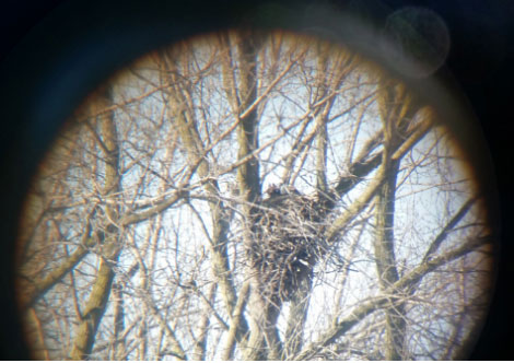 The Kenosha County bald eagle nest as seen through a spotting scope. /DNR photo